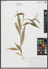 Foto von Salix alba L.